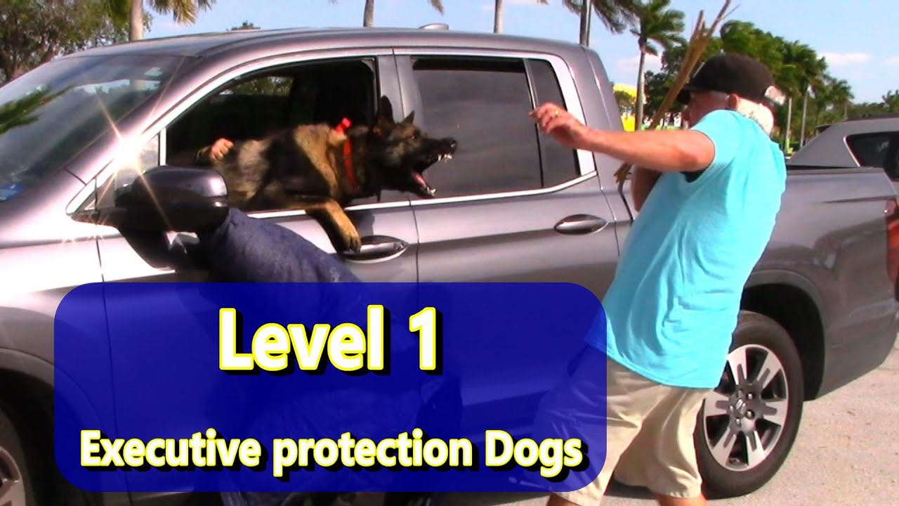 Level 1 Executive Protection Dogs