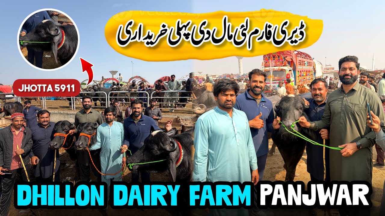Mall di Pehli Kharidari | 5911 Jhotta | Dhillon Dairy Farm Panjwar | Waqar Bhinder | Nasir Dhillon 