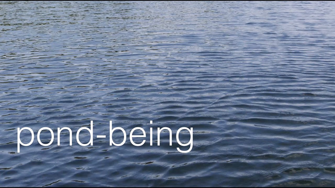 pond-being: A Field Sampling Composition w/ Meng Qi Wingie, OTO Fx, DPA 4060, Sound Devices Mixpre-6
