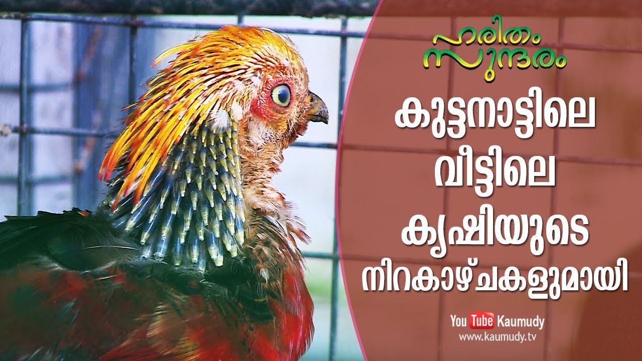 The profitable Home farming in Kuttanad | Haritham Sundaram EP 185