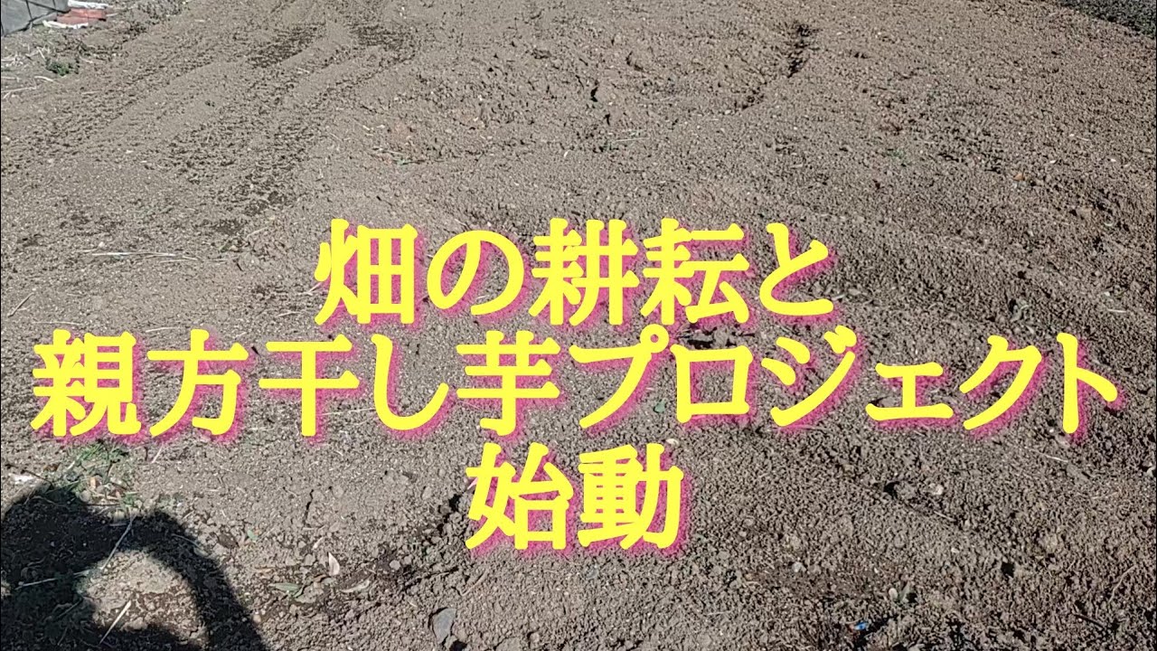 畑の耕耘と親方干し芋プロジェクト