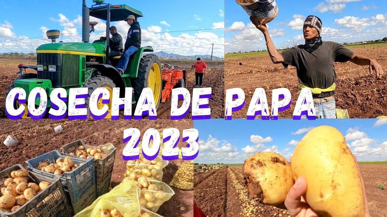 Cosecha de papa 2023 / valle del yaqui /sonora