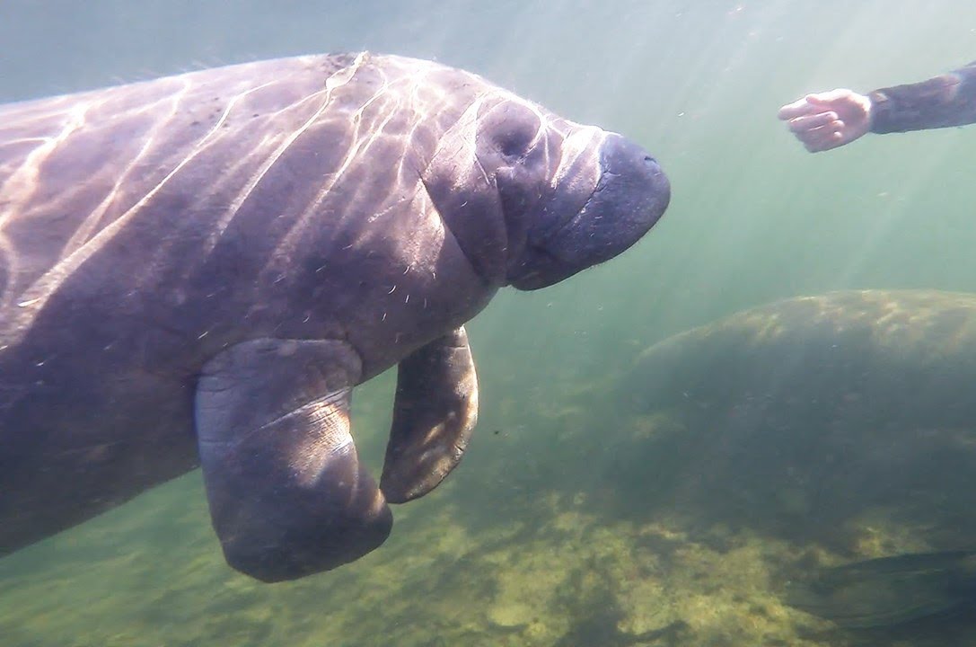 Manatee interaction
