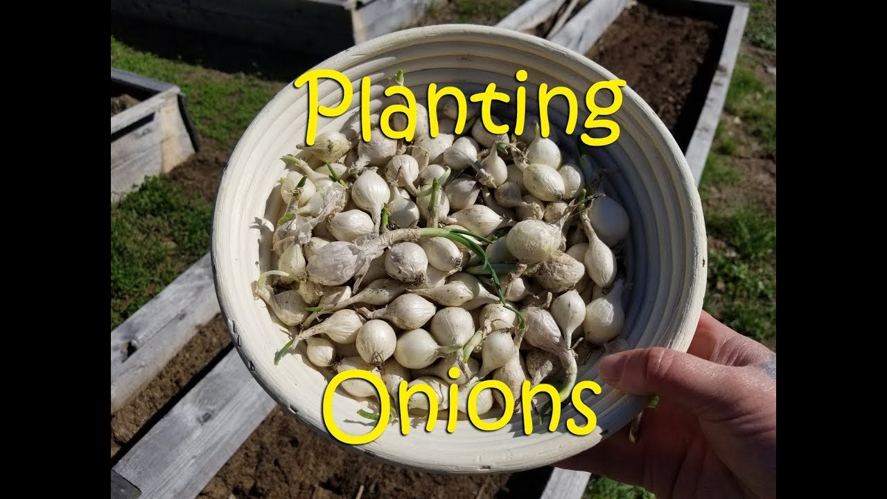 Planting Onions ~ Homestead Corner