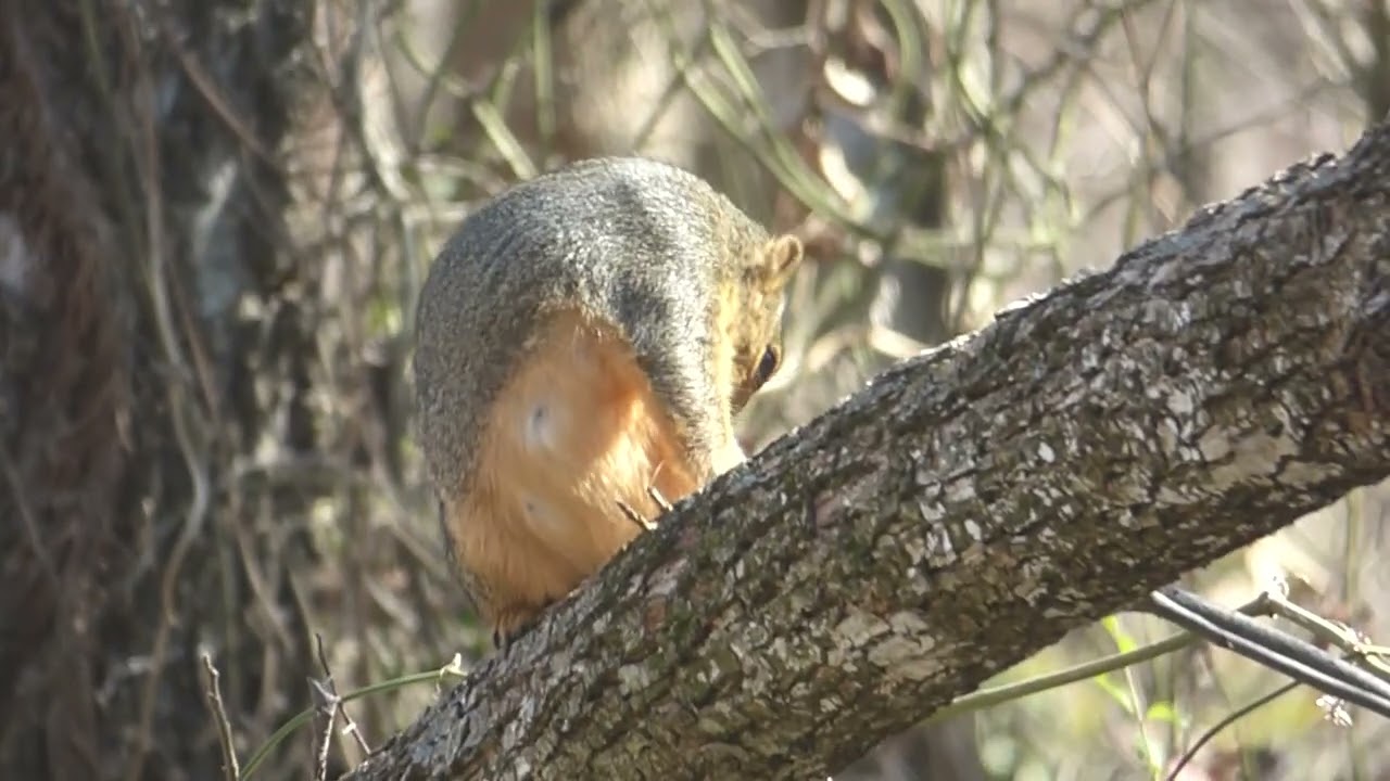 1-21-26 Clear Creek Natural Heritage Center [HD]