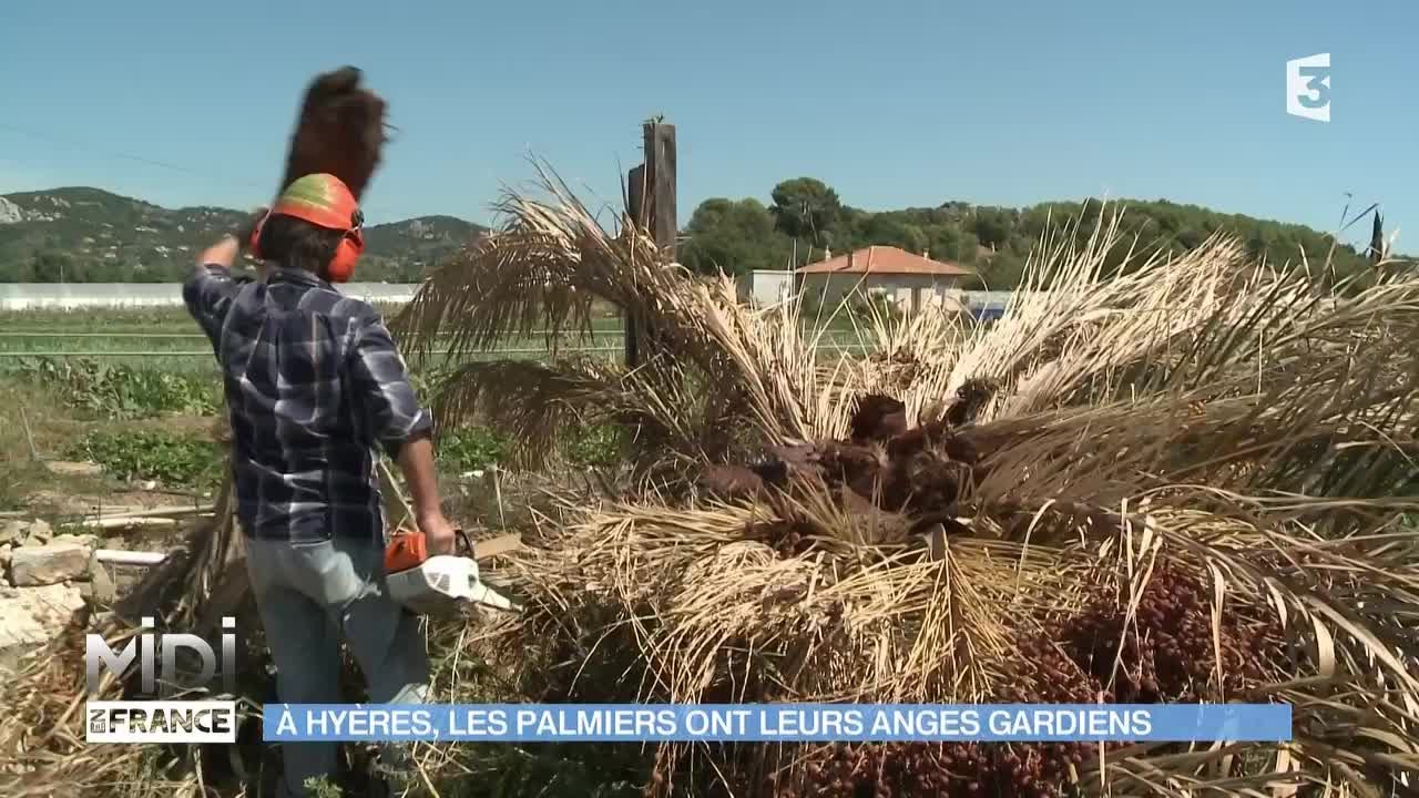 ANIMAUX & NATURE : À Hyères, les palmiers ont leurs anges gardiens