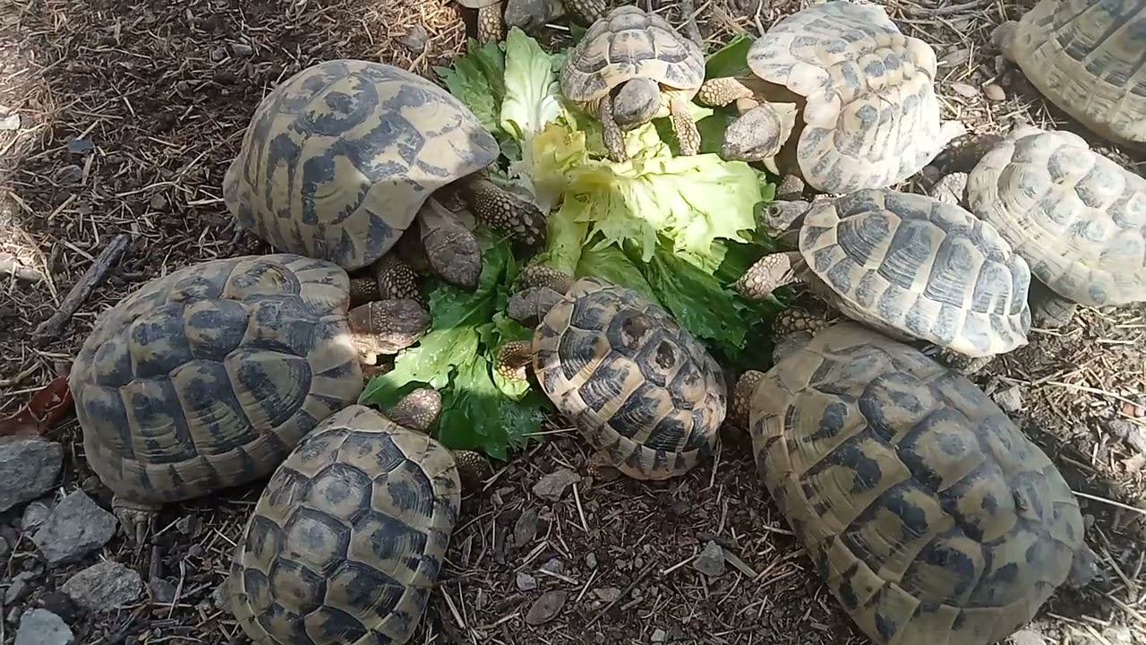 Alimentazione tartarughe di terra - meglio le cicorie delle lattughe 🌿🌱🐢🐢🐢