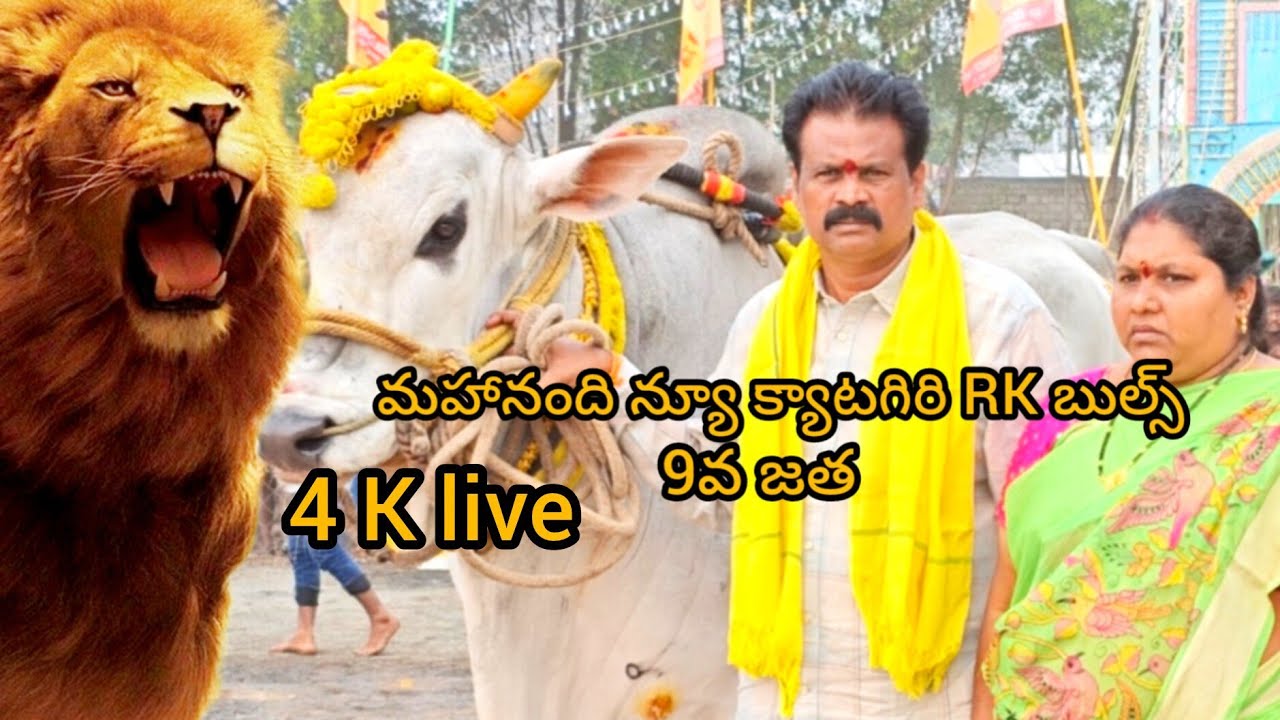 4k live మహానంది న్యూ క్యాటగిరి మొదటి బహుమతి  RK బుల్స్ (భద్రాచలం &  సింహాచలం )🦁🦁🦁🦁👈👈👈👈