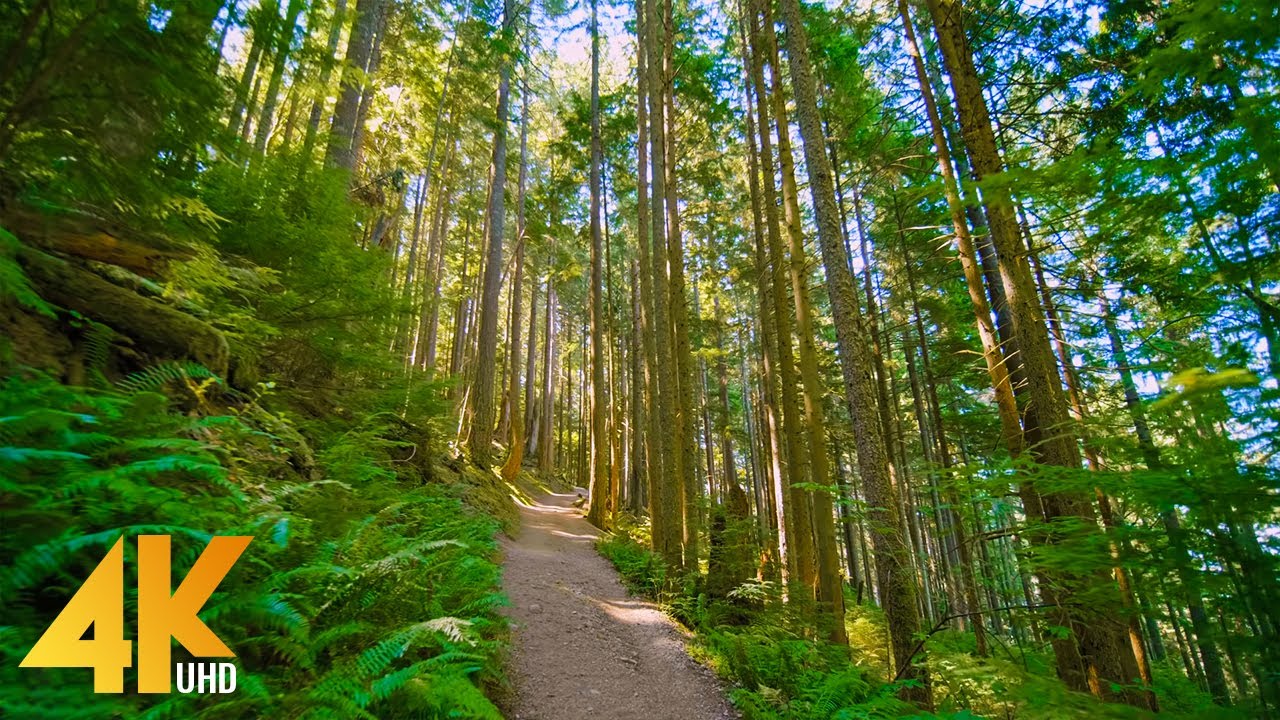 4K West Tiger Trail, Issaquah Area - Virtual Forest Hike with Relaxing Music - Short Preview