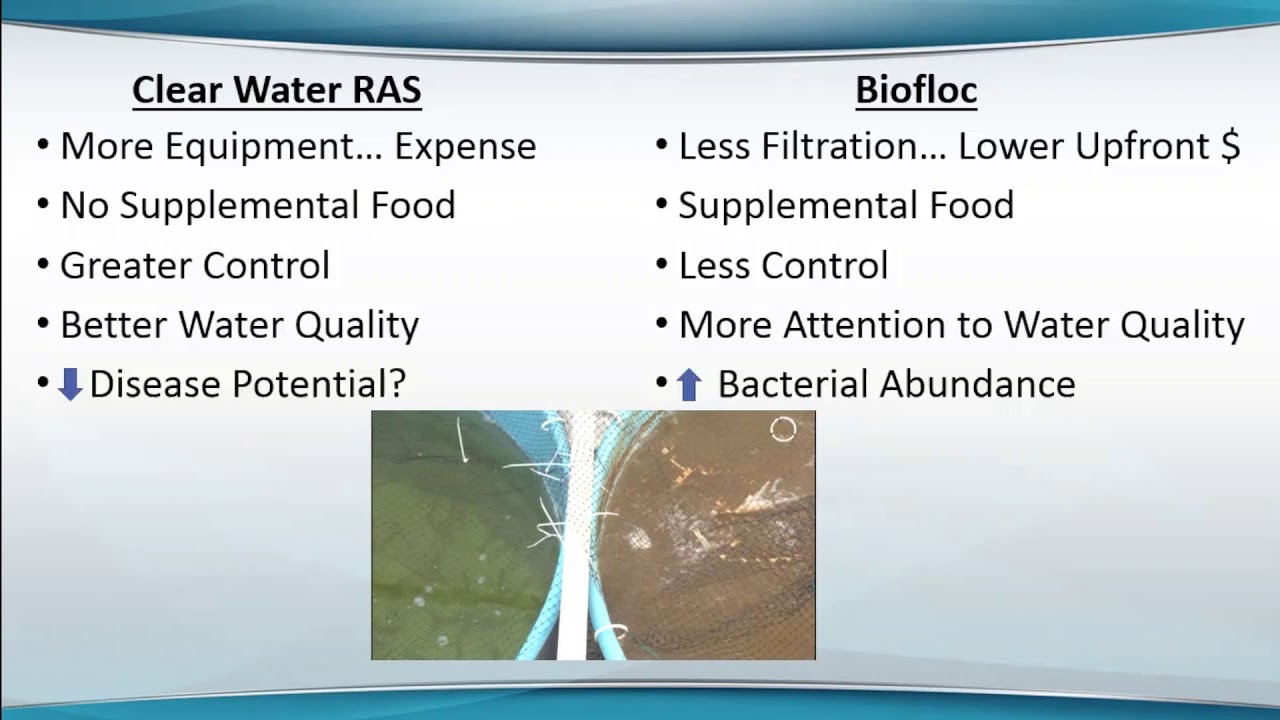 Indoor Shrimp Aquaculture