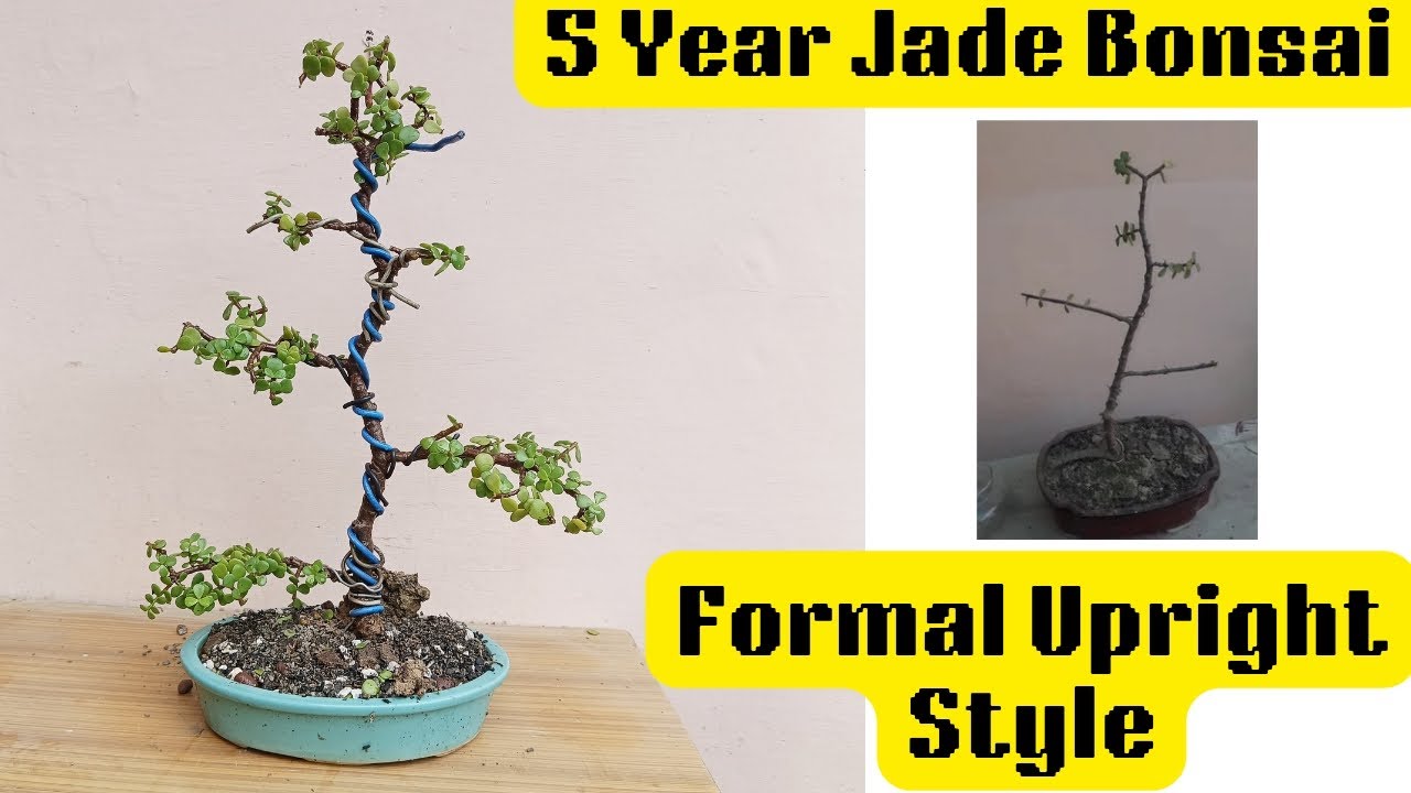 5 Year Jade Bonsai Plant formal Upright method
