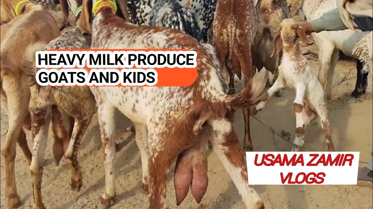 Gondal Bakra Mandi latest update with Usama zamir vlogs #goat #breeder #qurbani2026 