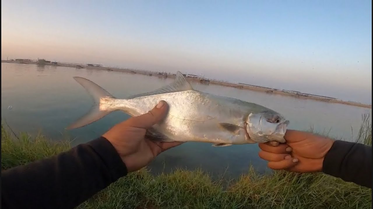 Osaka silikon karides ile #levrek #lica avı