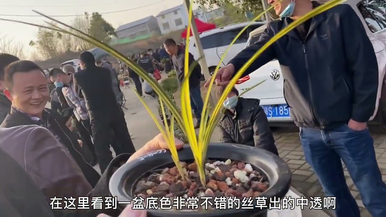 曾经这样的春兰花草几千上万一条的时代已成过去！叹息生不逢时