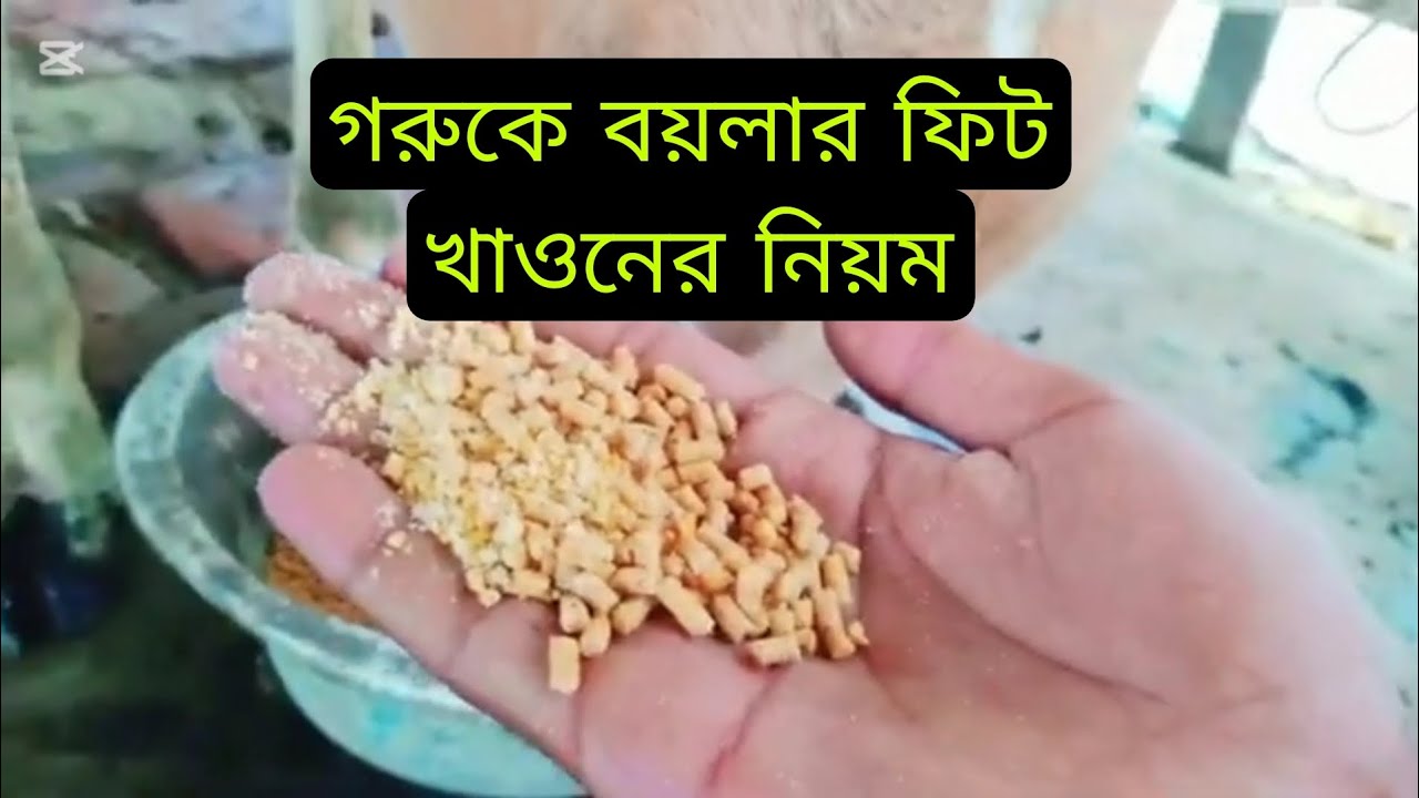 গরুকে বয়লার ফিট খাওনের নিয়ম।
