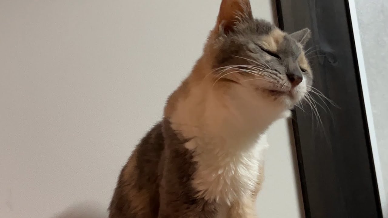 体重が減っていく猫達に何年かぶりに大好きなおやつを出すとびっくりしました・・食べてくれる姿が愛おしいです