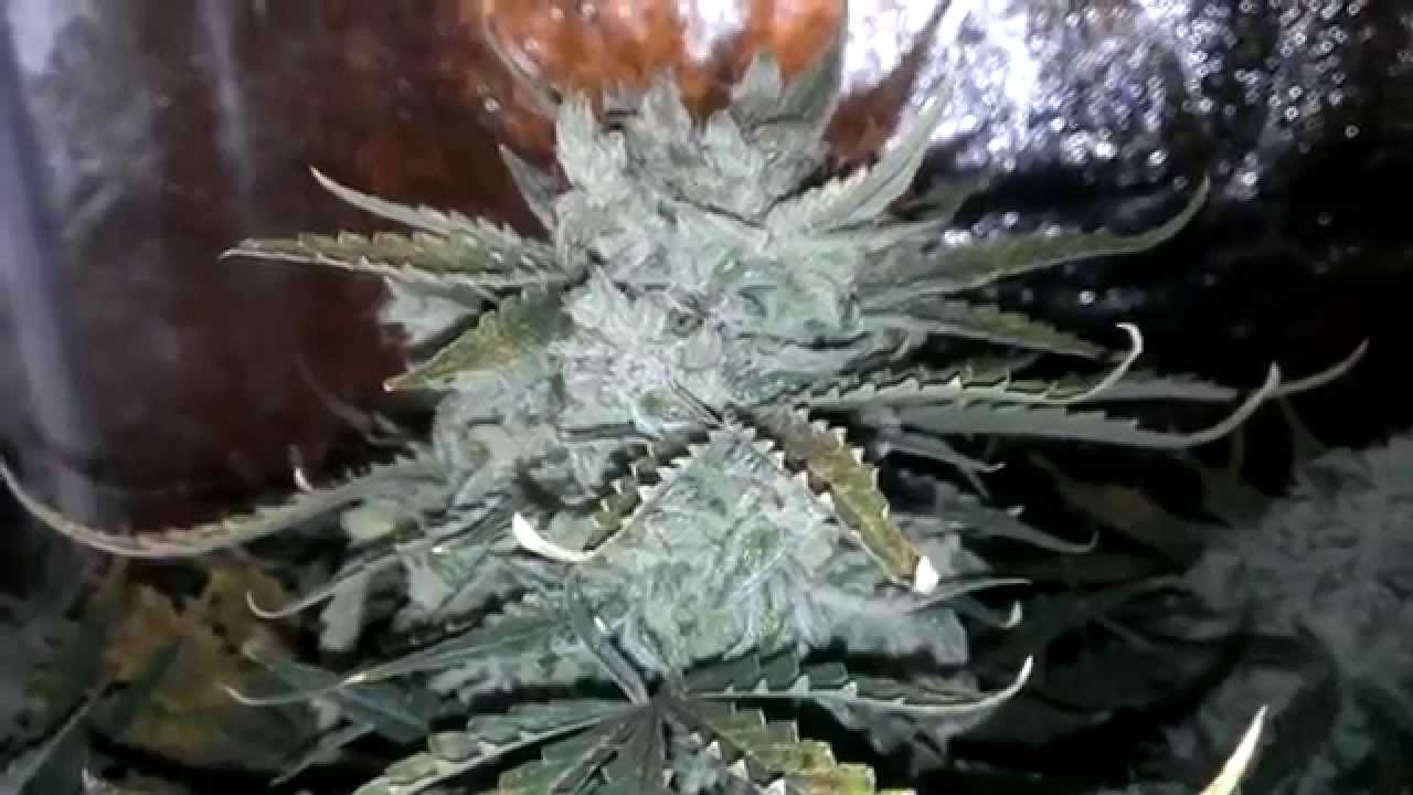 Afghan Kush Ryder Auto Day 99 World of Seeds Harvest Day!