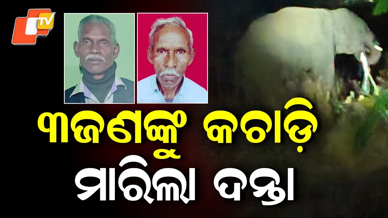 Tusker Elephant Kills 3 in Kandhamal Forest, Panic Grips G. Udayagiri Area