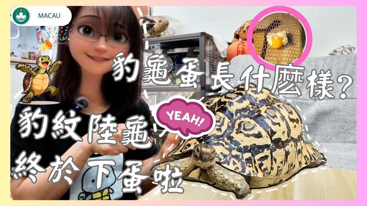 🇲🇴|🐢│養龜日常│豹紋陸龜‧饅頭牠終於成功且順利下蛋了！母龜產蛋期要注意什麽?下蛋後營養怎麽跟上 ? 豹龜的蛋是怎麽樣的 ?！