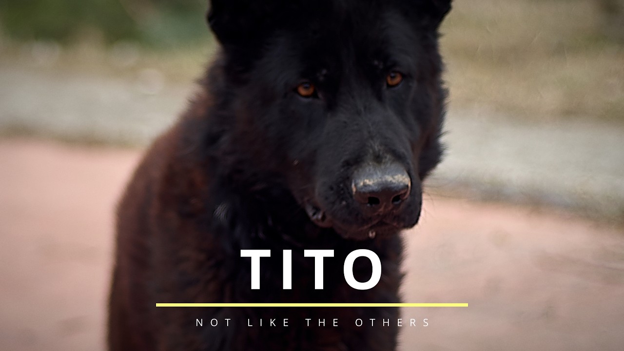 Tito – Not Like Other GSDs
