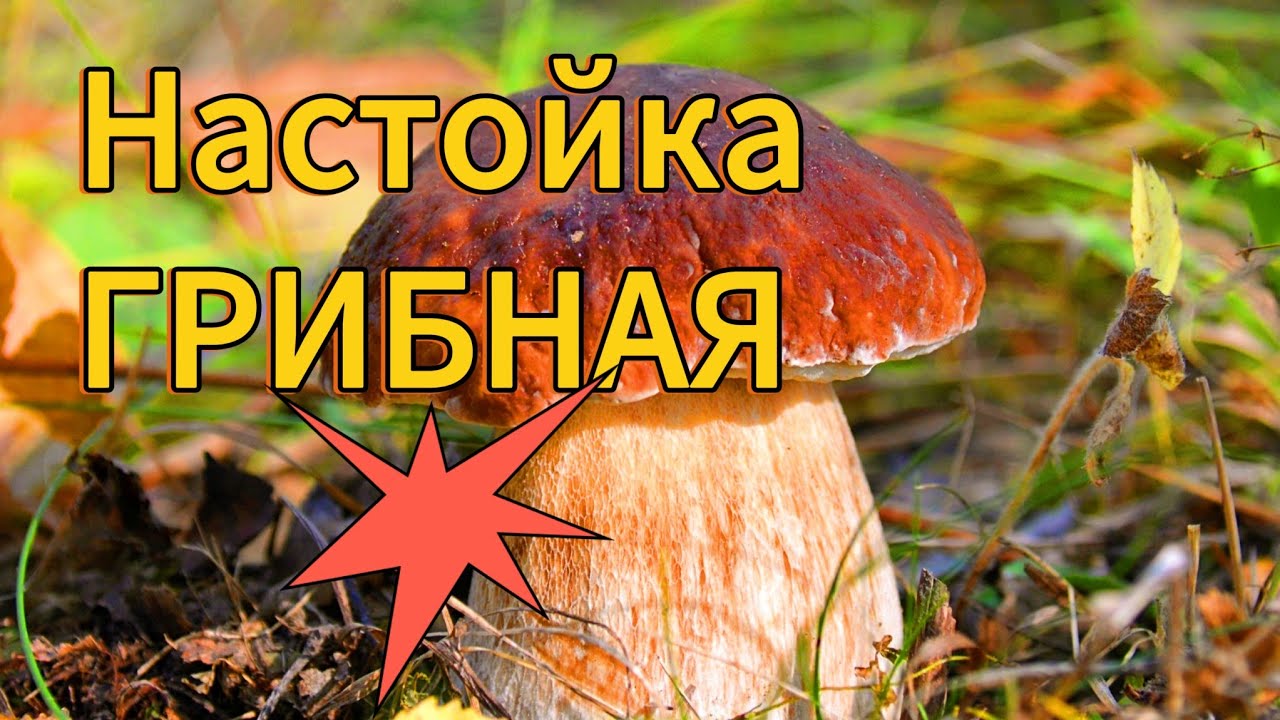 Уникальная ГРИБНАЯ настойка на белых грибах от Алтайского Винокура / Mushroom tincture