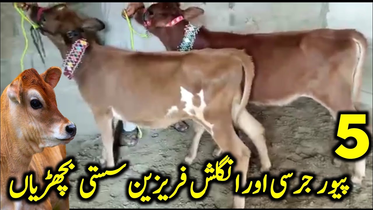 5 Pure Jersey and English Dutch Bachrian for Sale Location Afraz Dairy Farm Attock