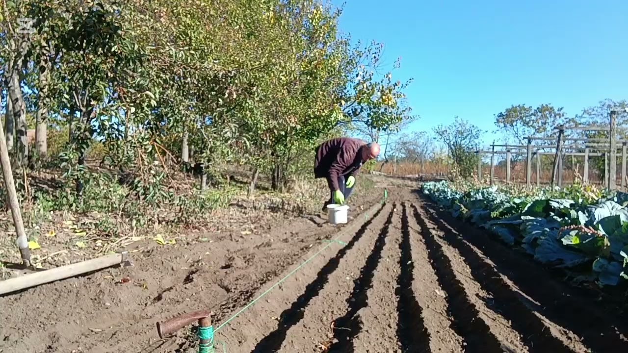 Am semănat și un pic de ceapă! 20/10/25