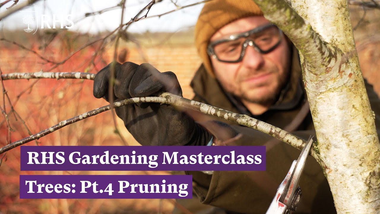 How, why and when to prune trees | RHS Gardening Masterclass: Trees Pt.4 | The RHS