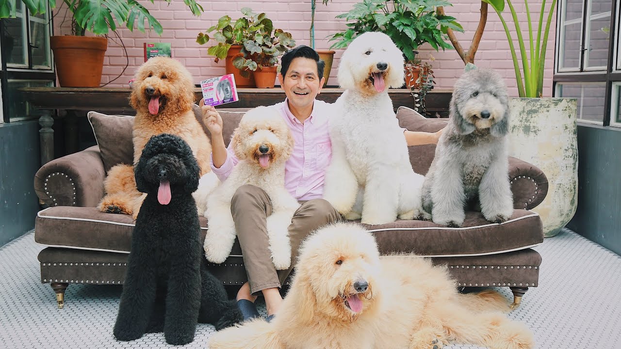 มารู้จักกับแก๊งขนฟู! ครอบครัว Standard Poodle #หมาของพี่ดุ๊กกันครับ Presented by FRONTLINE TRI-ACT