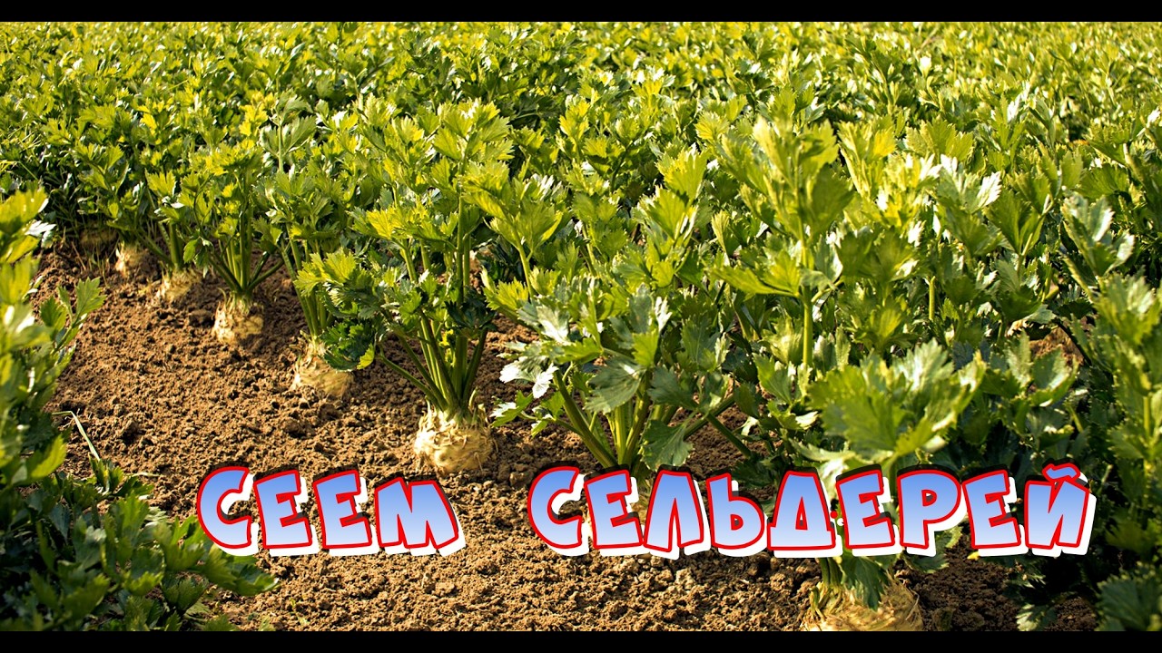 СЕЕМ СЕЛЬДЕРЕЙ