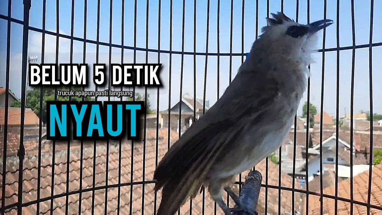 trucukan gacor TARUNG ROPEL PANJANG pancingan trucukan agar bunyi jadikan burung trucuk gacor NYAUT