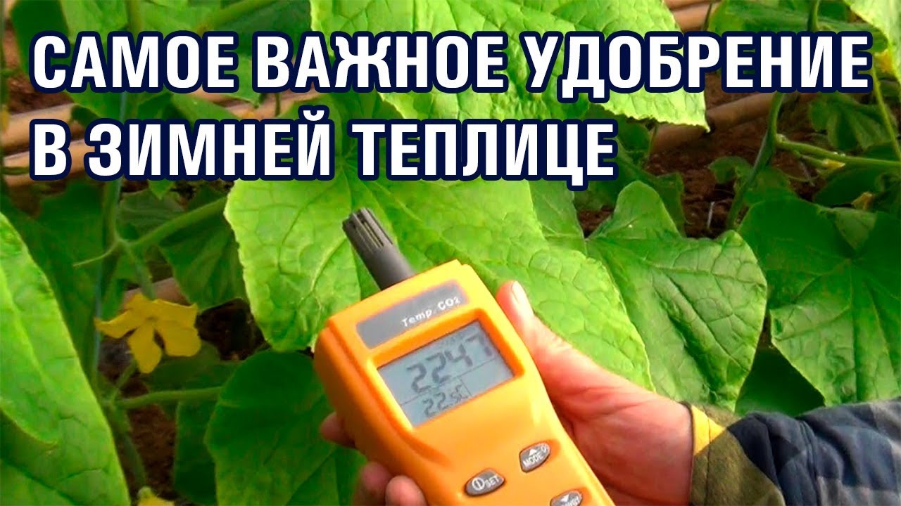 САМОЕ ВАЖНОЕ УДОБРЕНИЕ В ЗИМНЕЙ ТЕПЛИЦЕ (28-01-2019)
