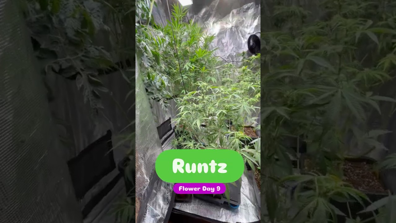 Runtz &ndash; Flower Day 9 🍬 Budsites & Stretch #growupdate