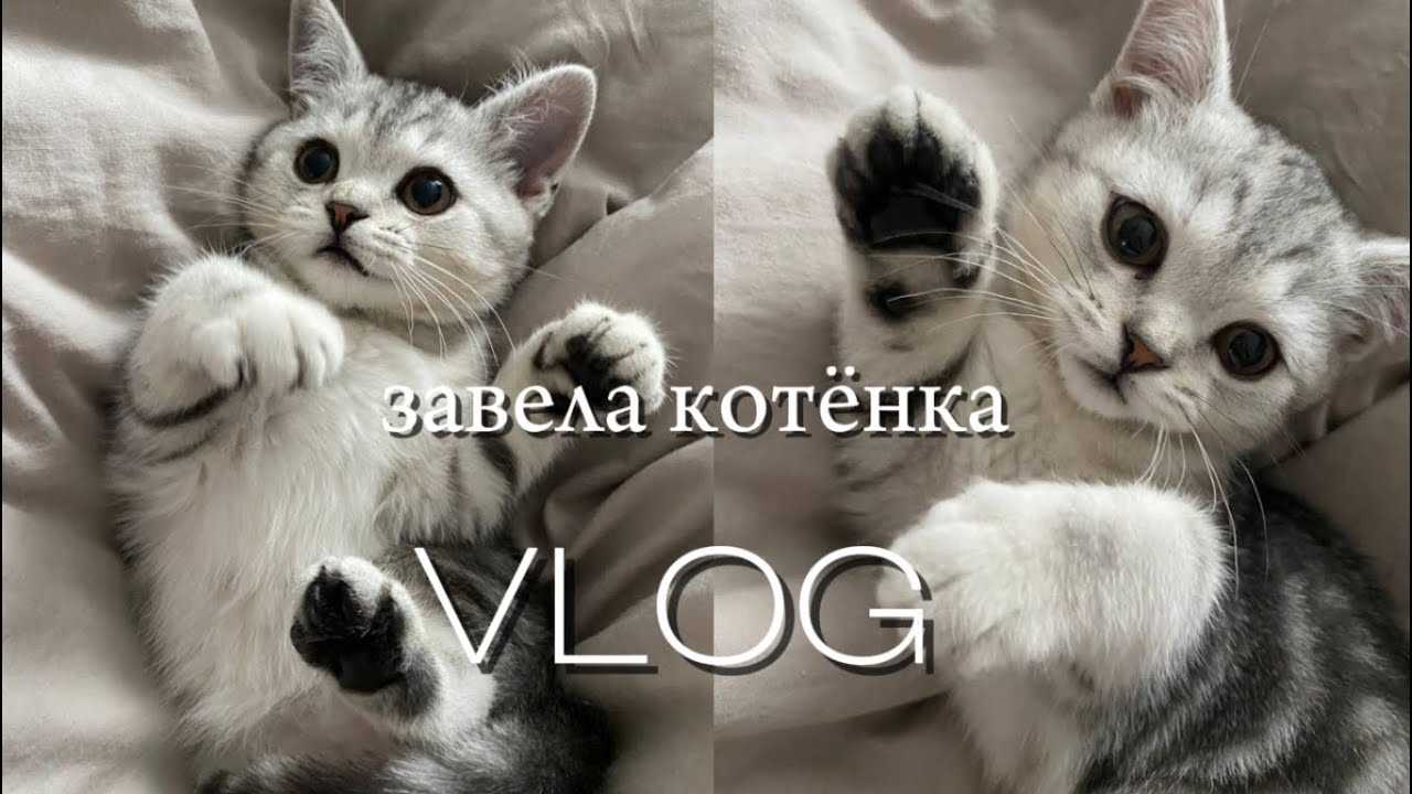 завела котёнка 💔 VLOG