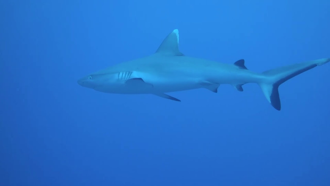 Diving at Kuredu with ProDivers Maldives