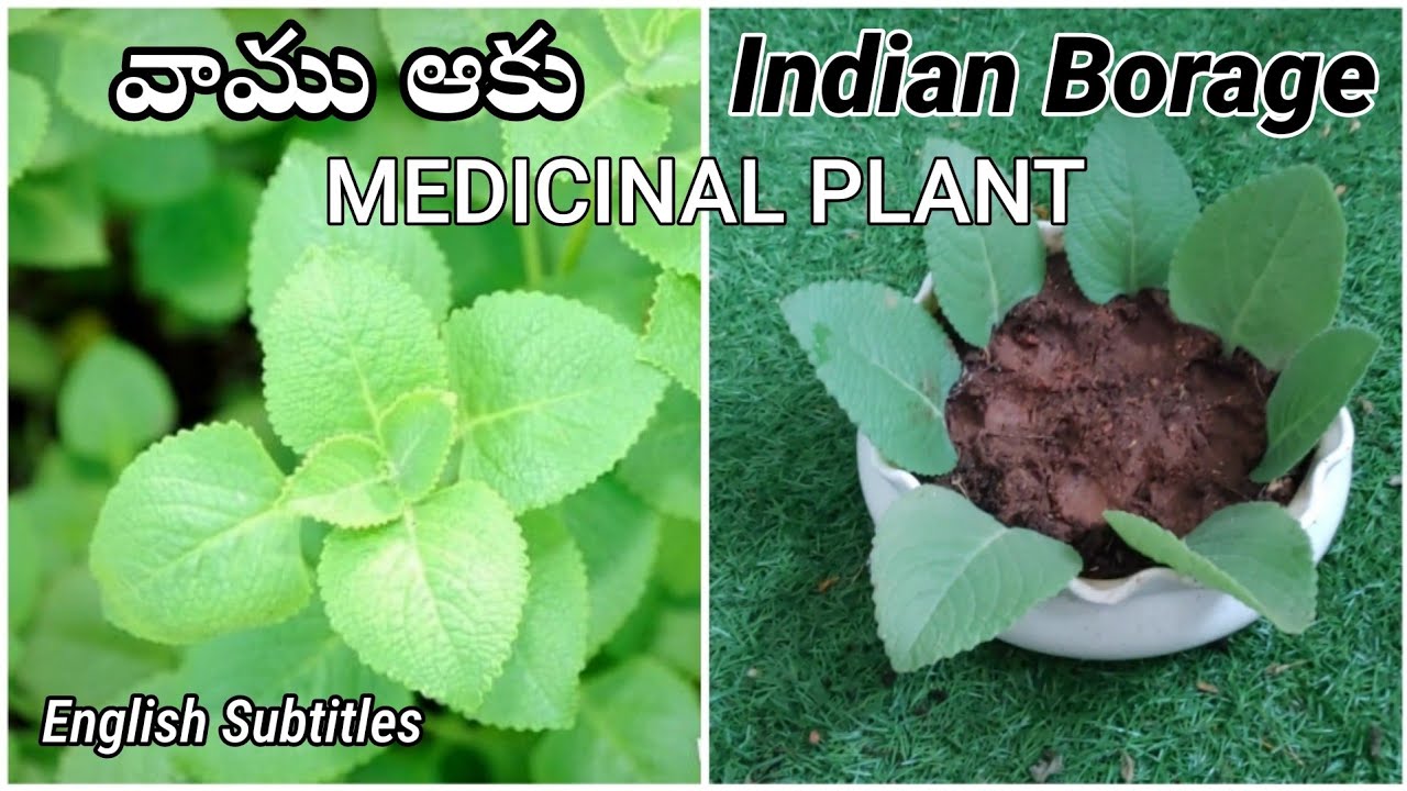 Vamu aaku/Ajwain leaves plant/Indian Borage care, propogation & medicinal values | Prema's Garden