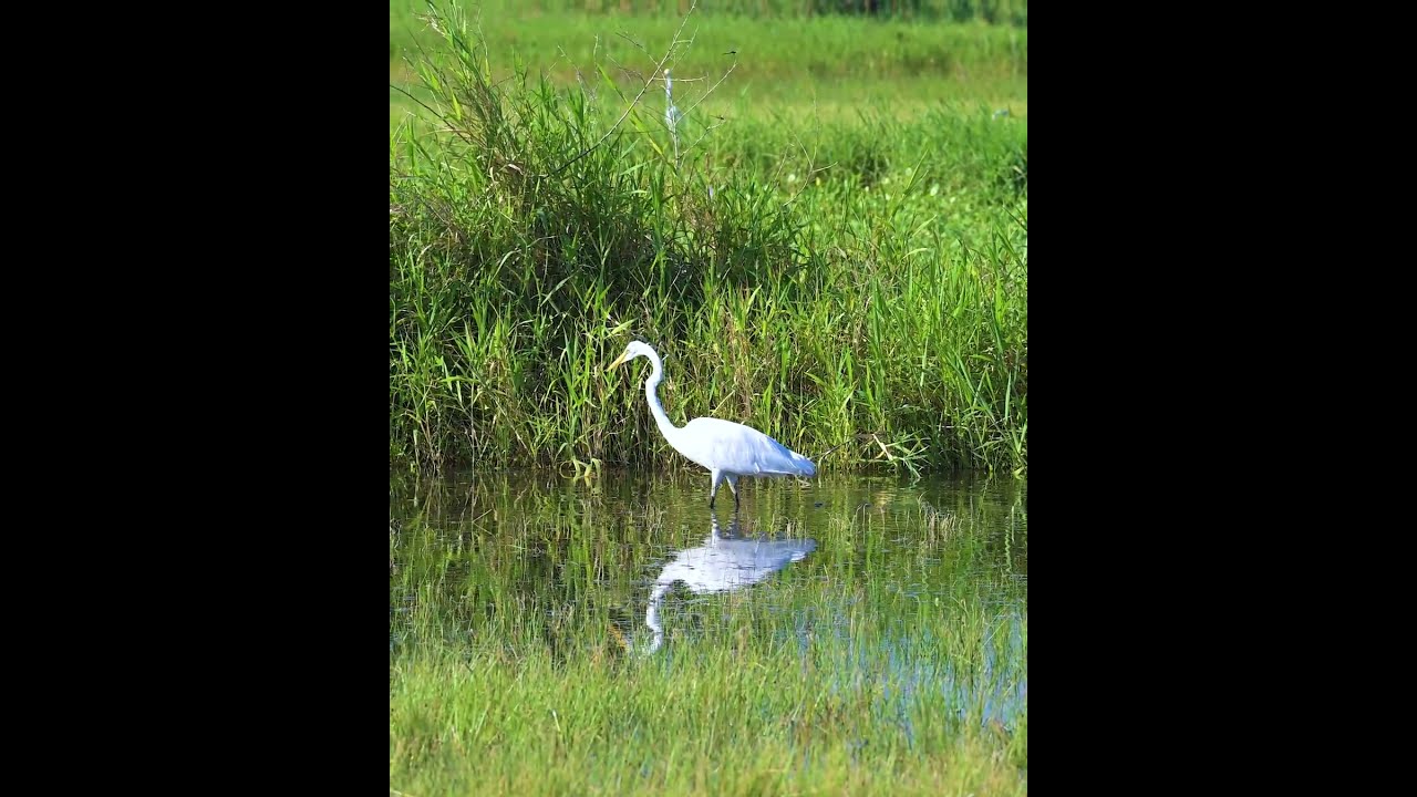 Great Egret Being Great