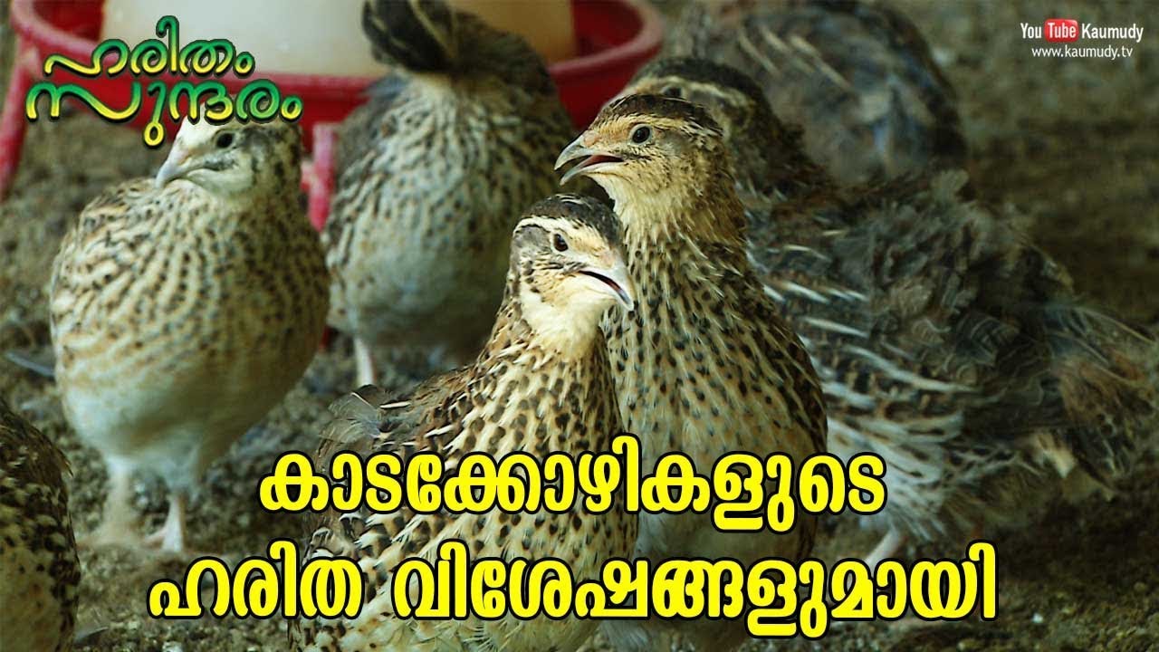 Make Huge profit out of Quail farming | Haritham Sundharam EP 217 | Kaumudy TV