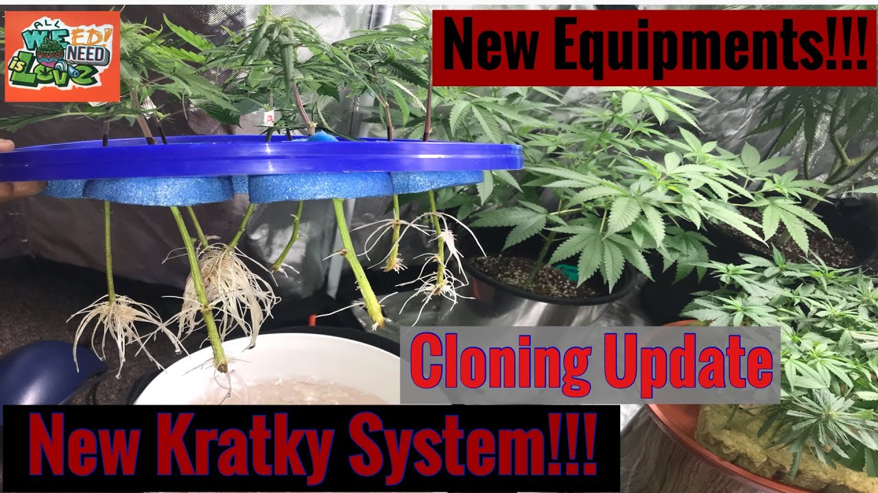 New Equipment ⛺️💡and DWC Cloning Update!!! 🌱🌱🌱.        Kratky bucket system Grow...🕳