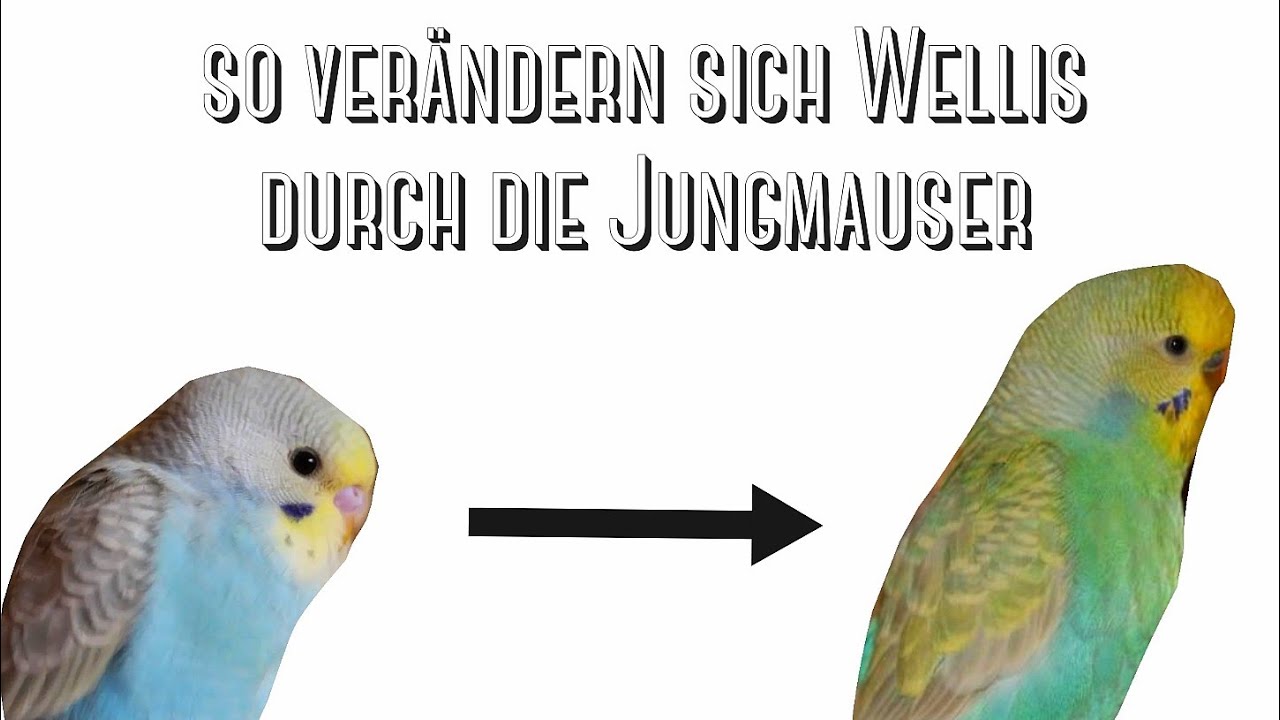 so verändern sich Wellensittiche durch die Jungmauser