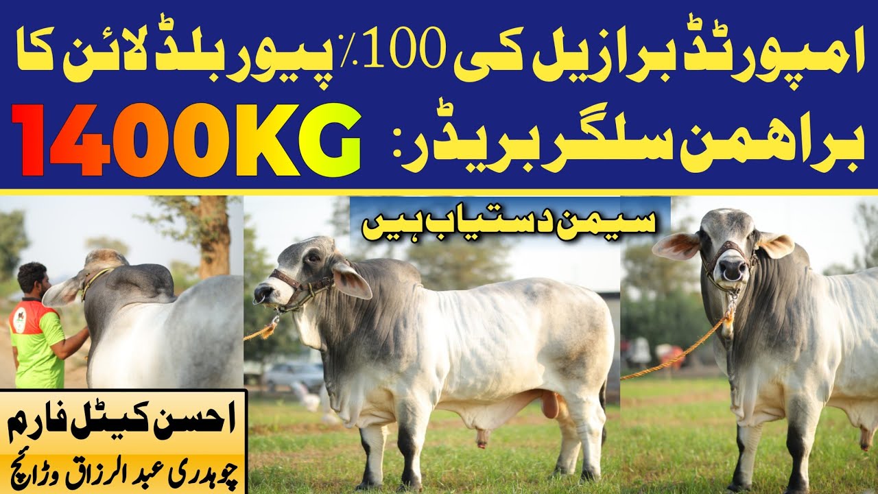 1400 KG Brazilian biggest bull in Pakistan |  Hassam Farmology