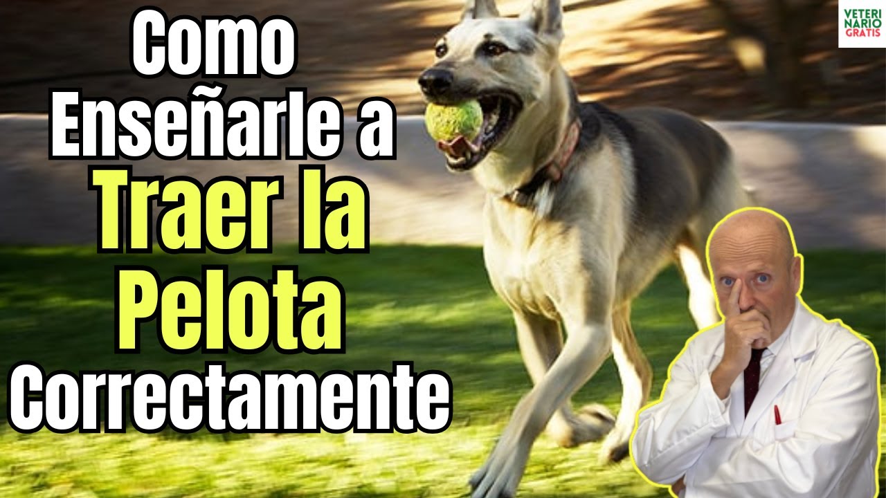 🚨 ¿COMO ENSEÑAR A UN PERRO A TRAER LA PELOTA CORRECTAMENTE?🚨
