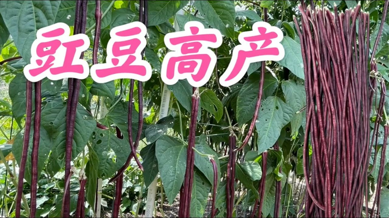 豇豆这样种植产量翻倍 #豇豆高产种植策略 #豇豆修剪 #豇豆采摘