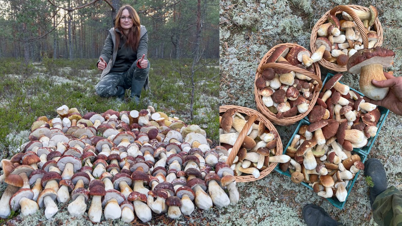ВСЮ ЖИЗНЬ МЕЧТАЛ НАЙТИ ТАКУЮ ПОЛЯНУ БОРОВИКОВ! ЛЕС УСЕЯН БЕЛЫМИ ГРИБАМИ