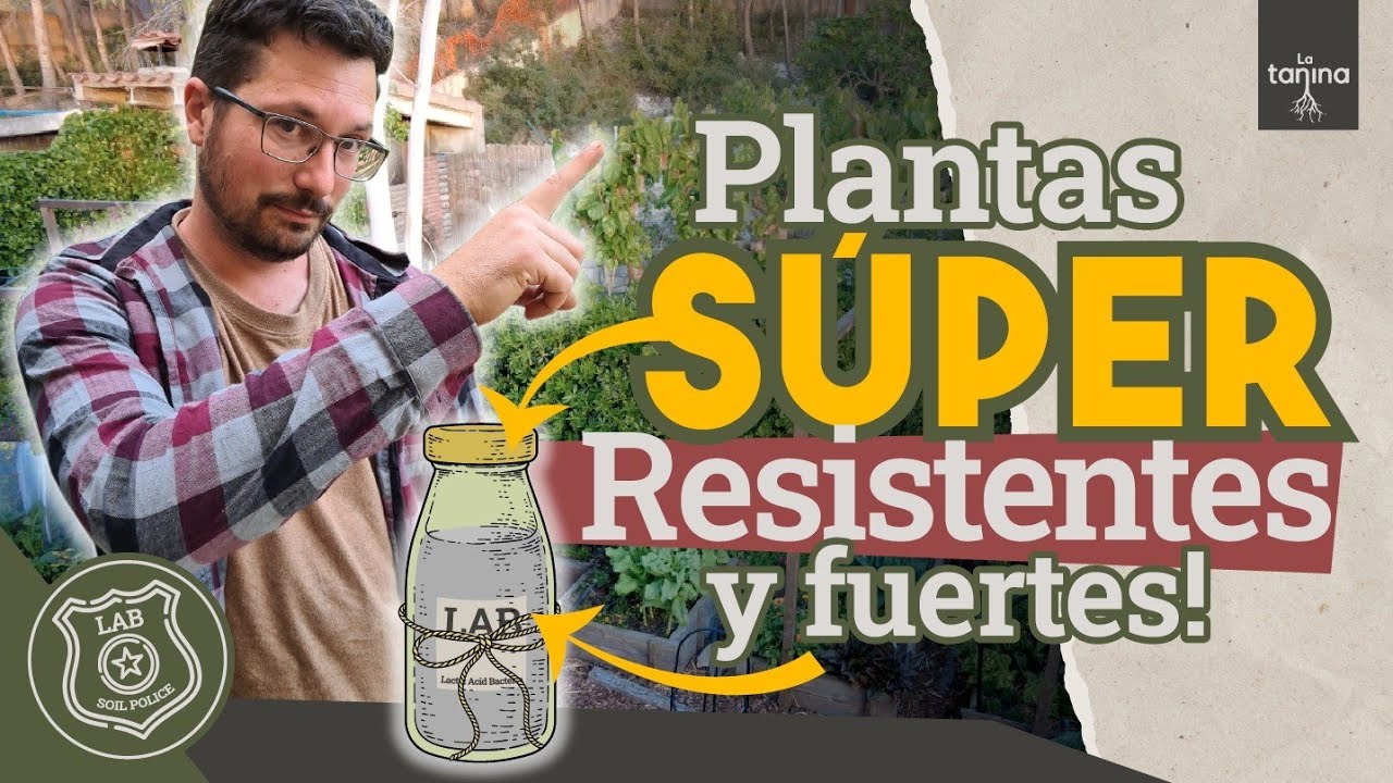 No más Oídio, mildiu, botrytis, roya... Fungicida LAB