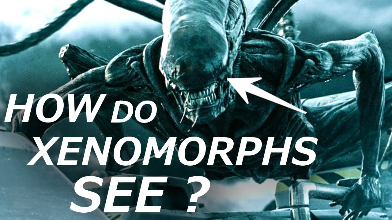 How Can Xenomorphs See ? Sensory Organs Explained