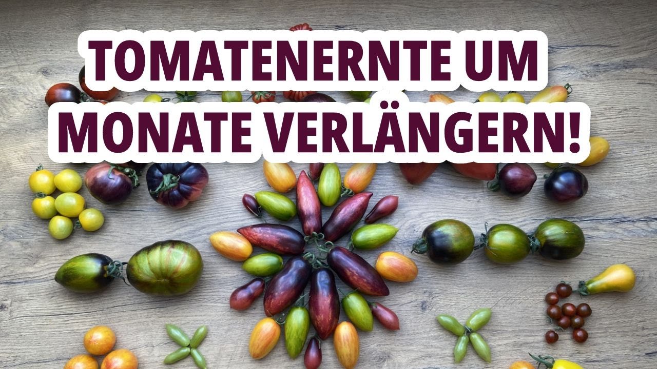 5 Tipps, wie du deine Tomatensaison deutlich verlängern kannst