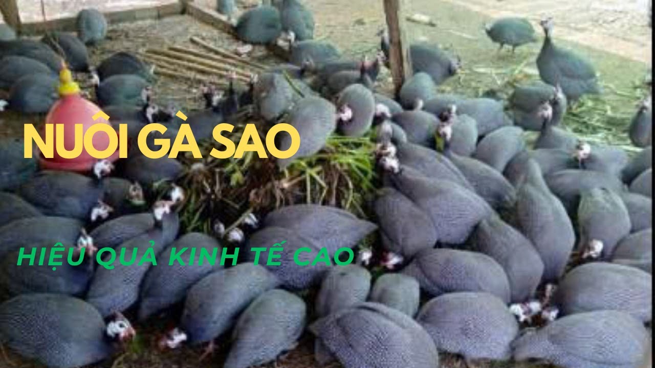 Kinh Nghiệm Nu&ocirc;i G&agrave; Sao: Chi ph&iacute; thấp, Sạch, Ngon, Gi&aacute; B&aacute;n Cao