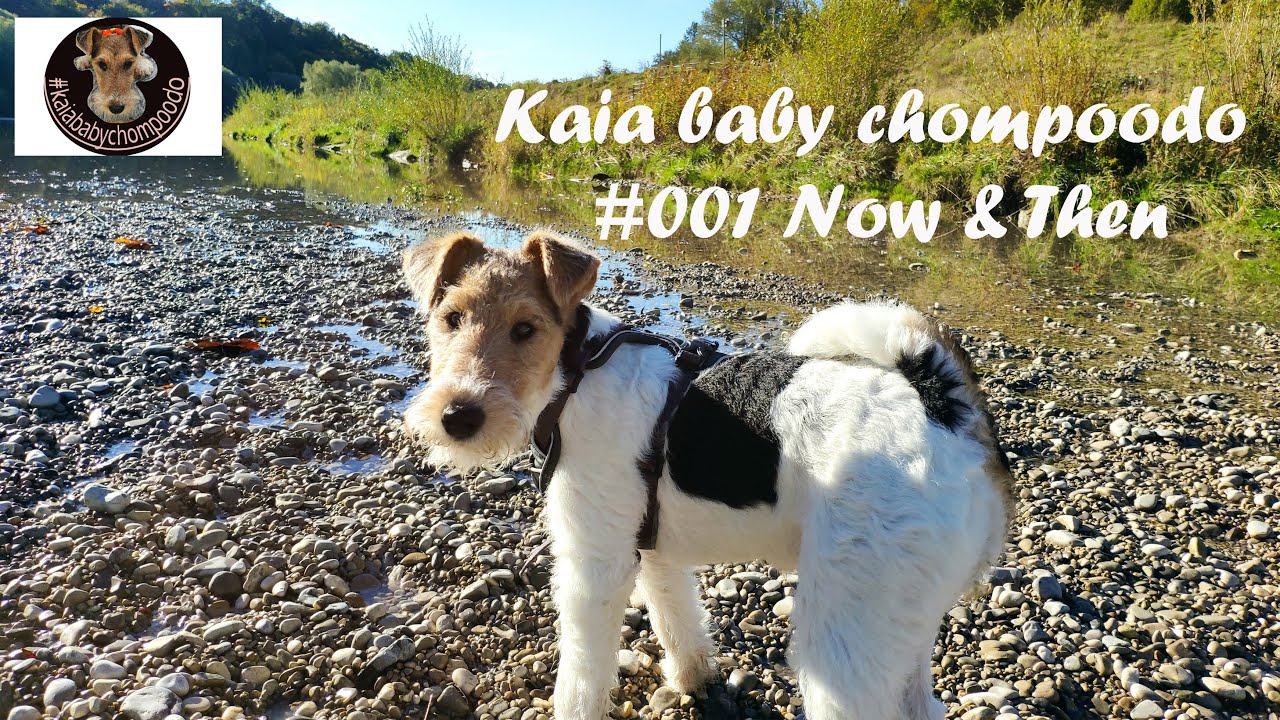 KAIABABYCHOMPOODO K001