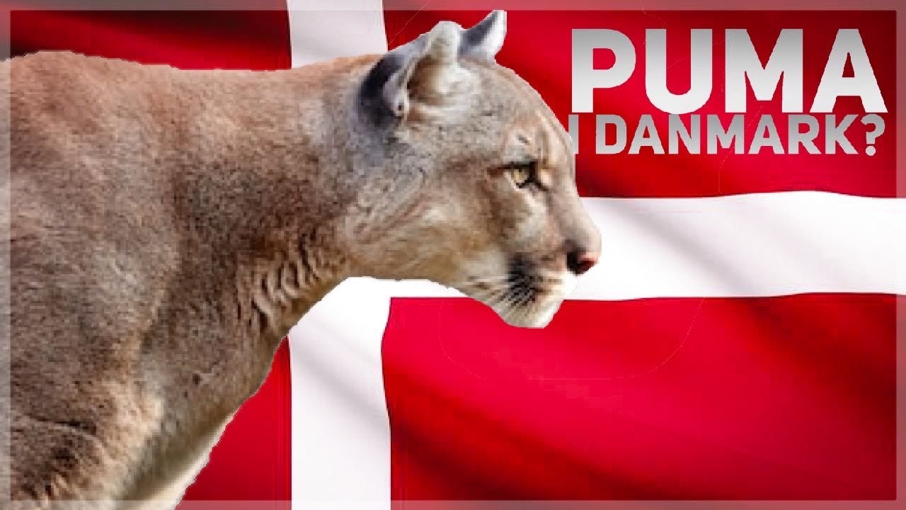 Er der en puma i Danmark? // Den Danske Puma 1/3